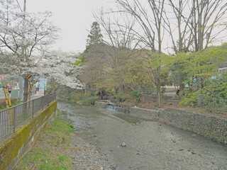 高尾の川辺、芽吹きの季節。案内川。