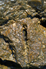 crab in the rock