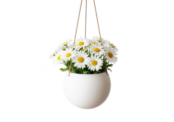 A white hanging flower pot filled with fresh white daisies isolated on transparent background
