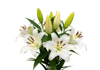 Fototapeta premium Beautiful white lily flowers with buds isolated on transparent background