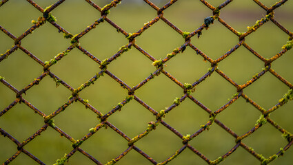 Naklejka premium Rusty Chain Link Fence with Moss, Close-Up, Green Background, Nature Texture, Grunge, Decaying, Outdoors.