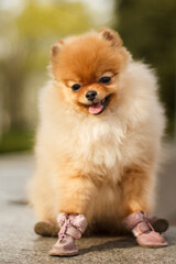 Obraz premium Adorable pomeranian dog wearing shoes sitting and panting