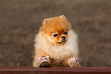 Lovely pomeranian dog wearing shoes sitting on bench