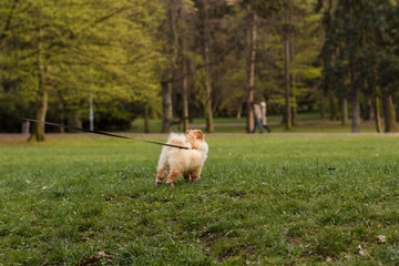 Small dog pulling on leash in green park during spring