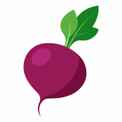 Red beetroot vector illustration