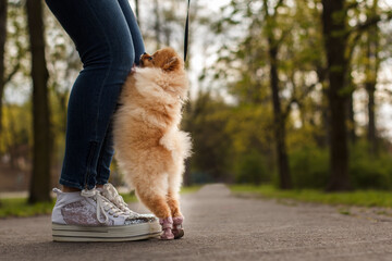 Small pomeranian dog jumping on owner's legs in a park