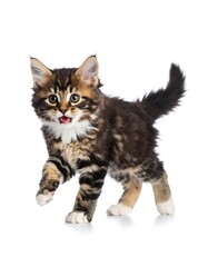 Obraz premium Playful kitten on white background