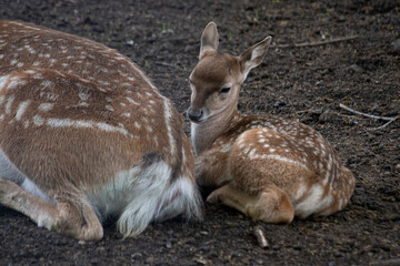 mother and baby deer