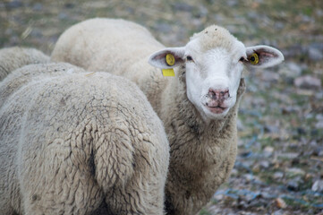 Obraz premium sheep
