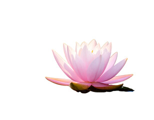 Elegant pink lotus flower in full bloom  