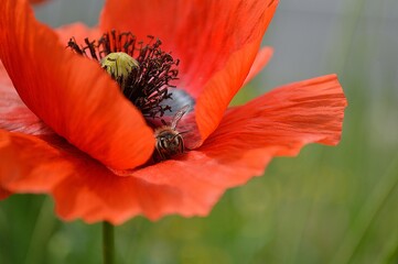 poppy and bee