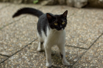 Curious bicolor cat standing on pavement