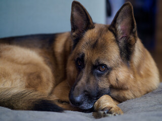 german shepherd dog