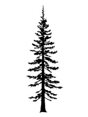 Fototapeta premium silhouette of a coniferous tree on a white background