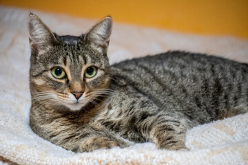 portrait of a cat