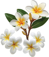 Fototapeta premium White frangipani flowers, Plumeria