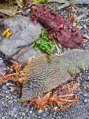 Sea weed, pacific coast