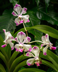 A type of orchid on the island of Fiji