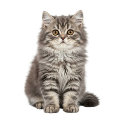 Fototapeta premium Grey tabby kitten sitting and looking forward isolated on transparent background