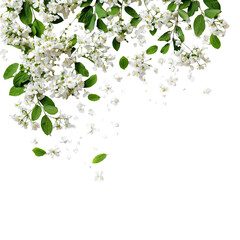 Delicate white blossoms cascade against a dark background