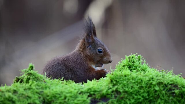 Red squirrel sits on dead wood with moss and searches for food, head portrait, close up, european red squirrel, winter, north rhine westphalia, (sciurus vulgaris), germany