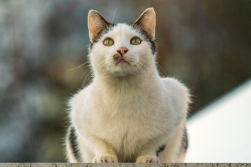 Black and White colored Tomcat in full portrait view 