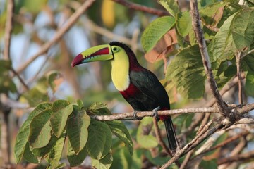 Fototapeta premium Colorful toucan perched on a branch surrounded by vibrant green leaves in a tropical setting