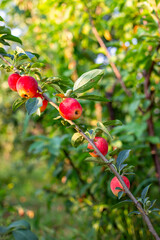 Red small apples ripen on the branch, showing off their beauty and bountiful harvest