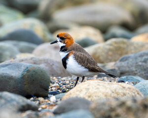 two banded plover in patagonia wader bird with reproductive plumage