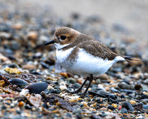 two banded plover in patagonia wader bird