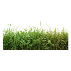 Obraz premium Green grass and clovers isolated transparent background