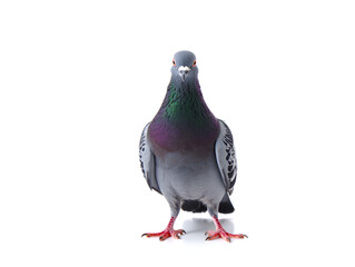 Obraz premium pigeon isolated on white background