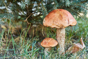 Two Orange Birch Bolete Mushrooms in Grass