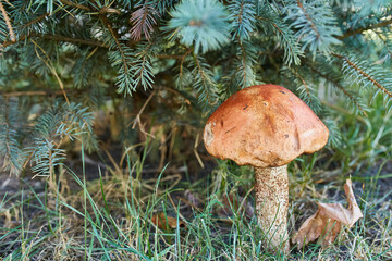 Orange Birch Bolete Mushroom in Natural Habitat