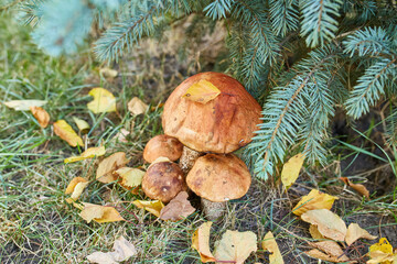 Four Orange Birch Bolete Mushrooms Under Spruce