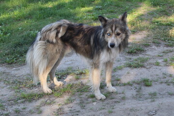 the dog is unusual, a cross between a husky and a mongrel, eyes of different colors 