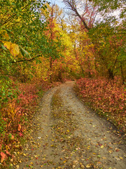 Winding Road Through a Colorful Autumn Forest