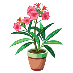 Pink oleander flowers in a pot isolated on white background