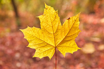 Single Yellow Maple Leaf in Autumn