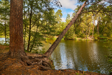 Leaning Pine Tree with Makeshift Ladder Over River