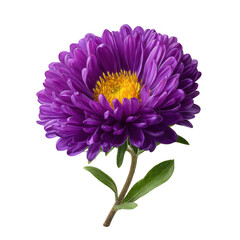 A vibrant purple aster flower with a bright yellow center and green leaves isolated on transparent background