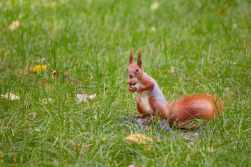 Eurasian Red Squirrel Holding a Nut in Grass