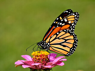 Obraz premium Two majestic tigers resting in tall grass in a black and white wildlife photograph