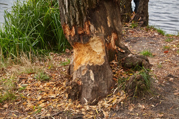 Tree Trunk Gnawed by a Beaver