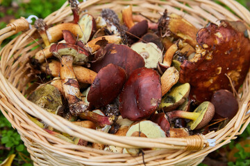 Wicker Basket Full of Freshly Foraged Bolete Mushrooms