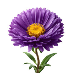 A vibrant purple aster flower with a bright yellow center and green leaves isolated on transparent background