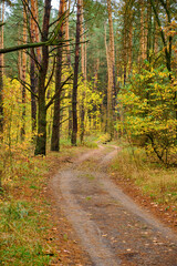 Winding Road in Autumnal Pine Forest