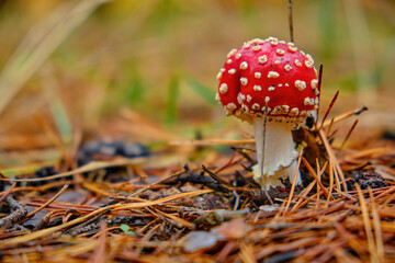 Red Fly Agaric Mushroom in Forest