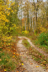 Winding Dirt Road in a Golden Autumn Forest