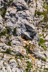 Buitre en Bulnes, Picos de Europa.